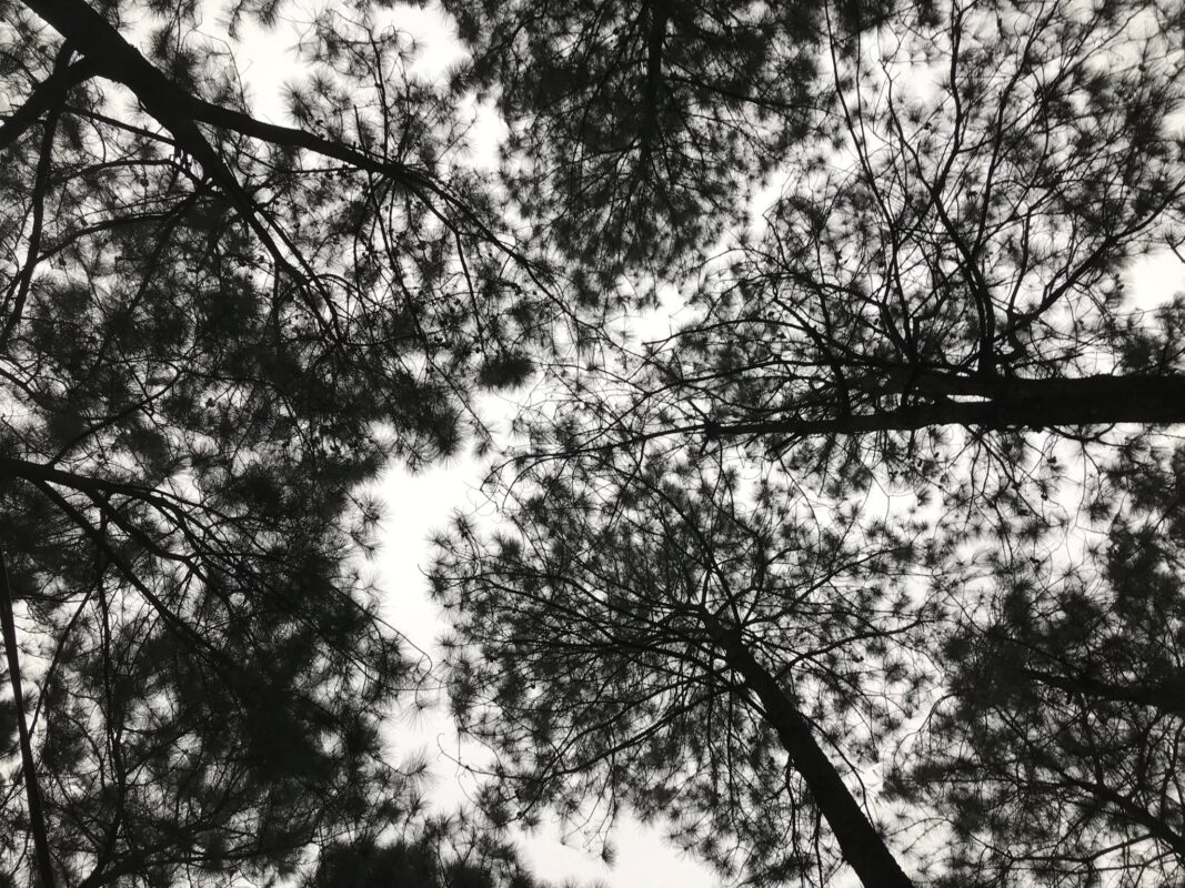 ÔN THI CÔNG CHỨC 247